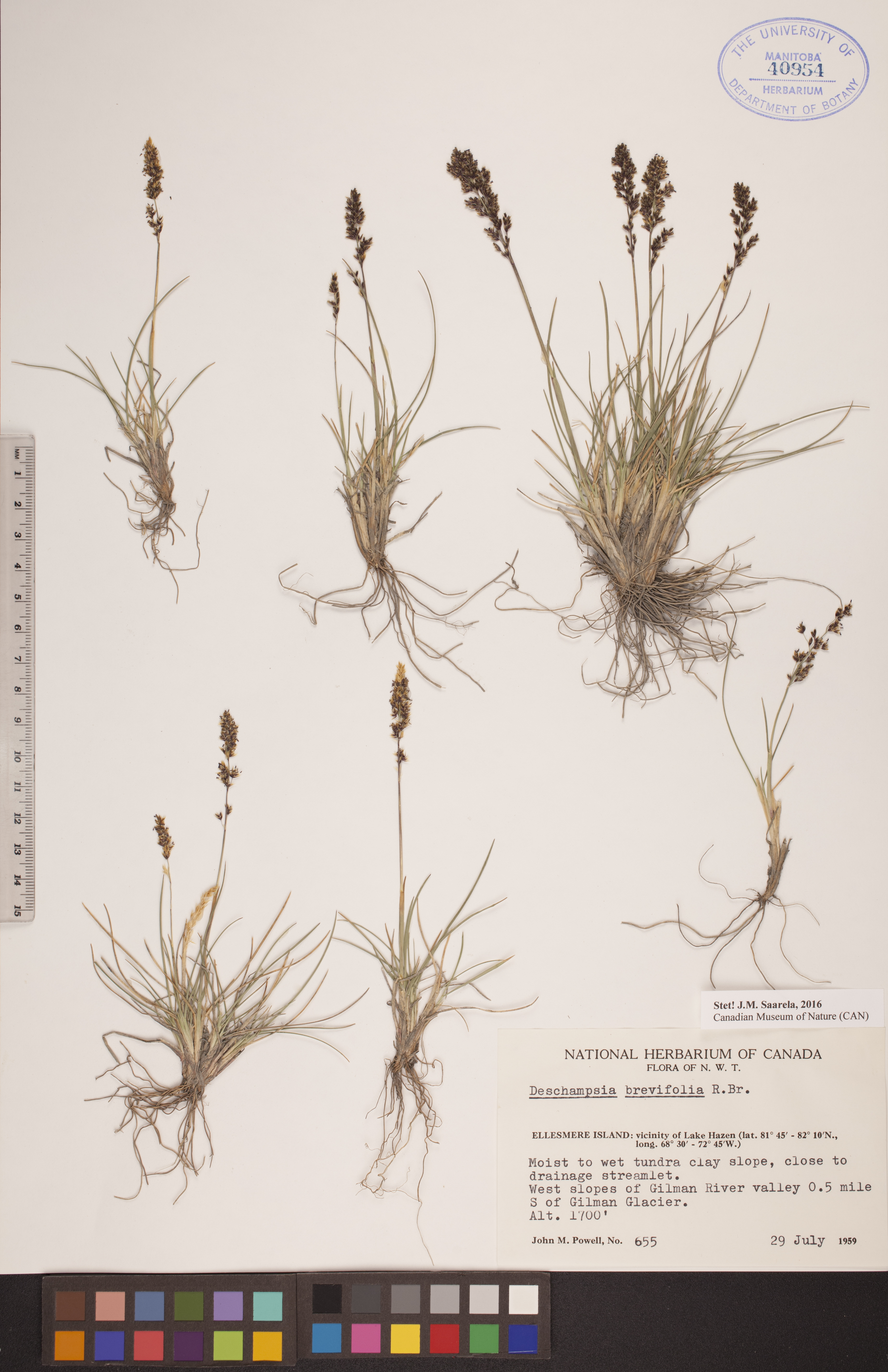 Deschampsia brevifolia image